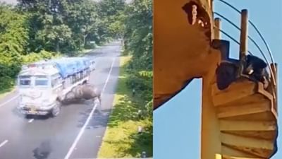 વાયરલ વીડિયો : ટ્રક-ગેંડા વચ્ચે ભયાનક ટક્કર, તો ક્યાક મધમાખીને કારણે હેરાન થયું રીંછ, નાનકડી ભૂલને કારણે પ્રાણીઓના હાલ થયા બેહાલ