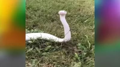 સાપની સુંદરતાએ મોહી લીધુ લોકોનું મન, વાયરલ વીડિયો જોઈ લોકો રહી ગયા દંગ