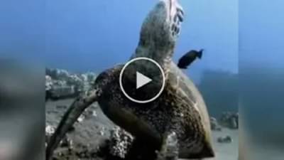 વાયરલ વીડિયો : દરિયામાં પાવરનેપ લેતો દેખાયો કાચબો, લોકો એ કહ્યુ - આવો કાચબો પહેલીવાર જોયો