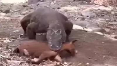 કોમોડો ડ્રેગન એક ઝાટકે ગળી ગયો આખે આખી બકરી, ચોંકાવનારો વીડિયો થયો વાયરલ