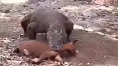 કોમોડો ડ્રેગન એક ઝાટકે ગળી ગયો આખે આખી બકરી, ચોંકાવનારો વીડિયો થયો વાયરલ