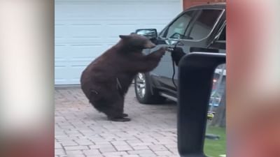 મહિલાએ ડારો આપતા ભાગી ગયો ખતરનાક રીંછ, વીડિયો જોઈ લોકો આશ્ચર્યચકિત, જુઓ વાયરલ વીડિયો