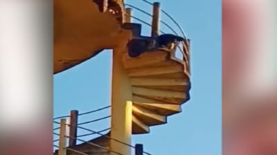 ઓહો...રીંછે અચાનક મધપુડામાં નાખ્યો હાથ, વીડિયો જોઈને યાદ આવશે 'સિંહની પરોણાગત' કવિતા-'રીંછ એકલું ફરવા ચાલ્યું'