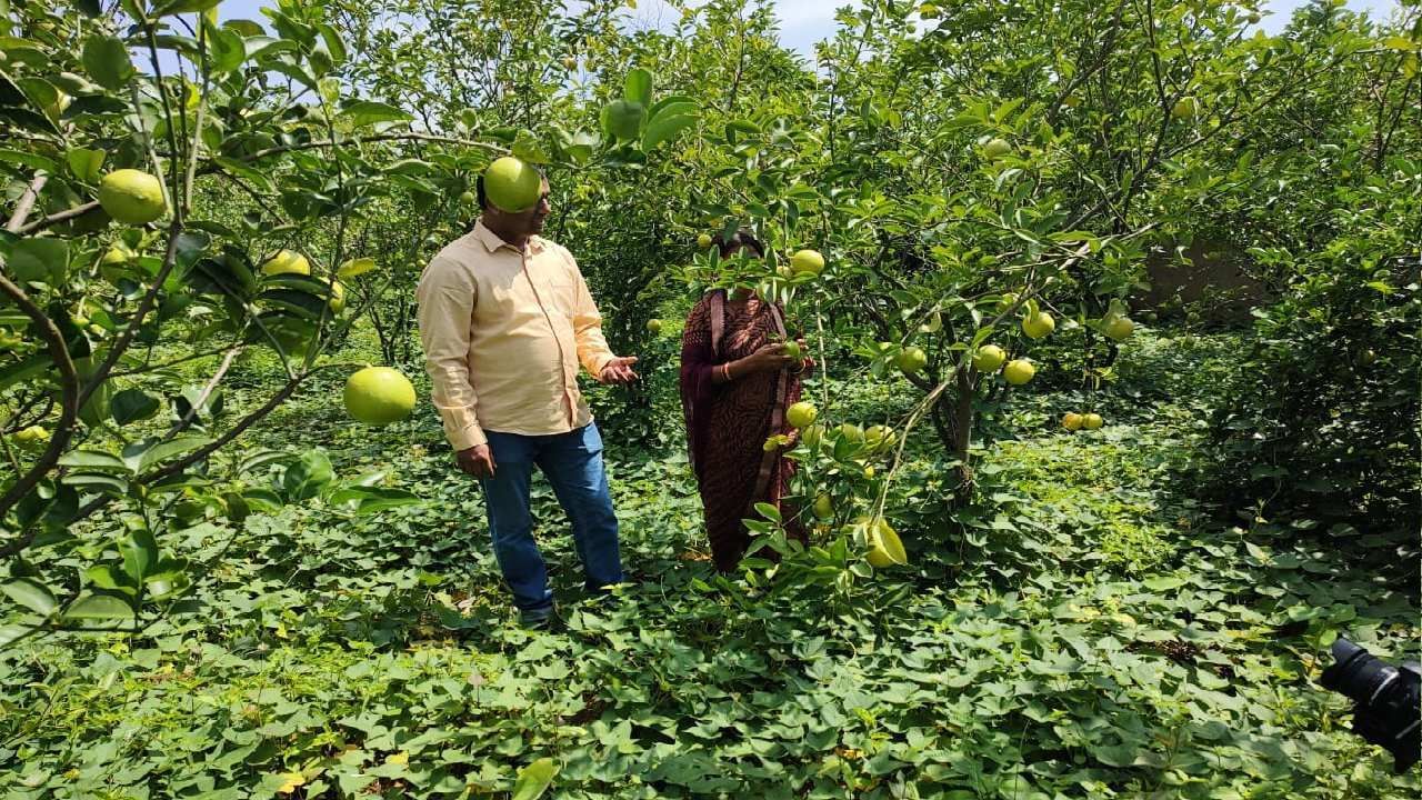 ગ્રામજનોની આજીવિકા સુનિશ્ચિત કરવા બિરસા હરિત ગ્રામ યોજનાની શરૂઆત, ફળોના વૃક્ષો વાવવામાં આવશે