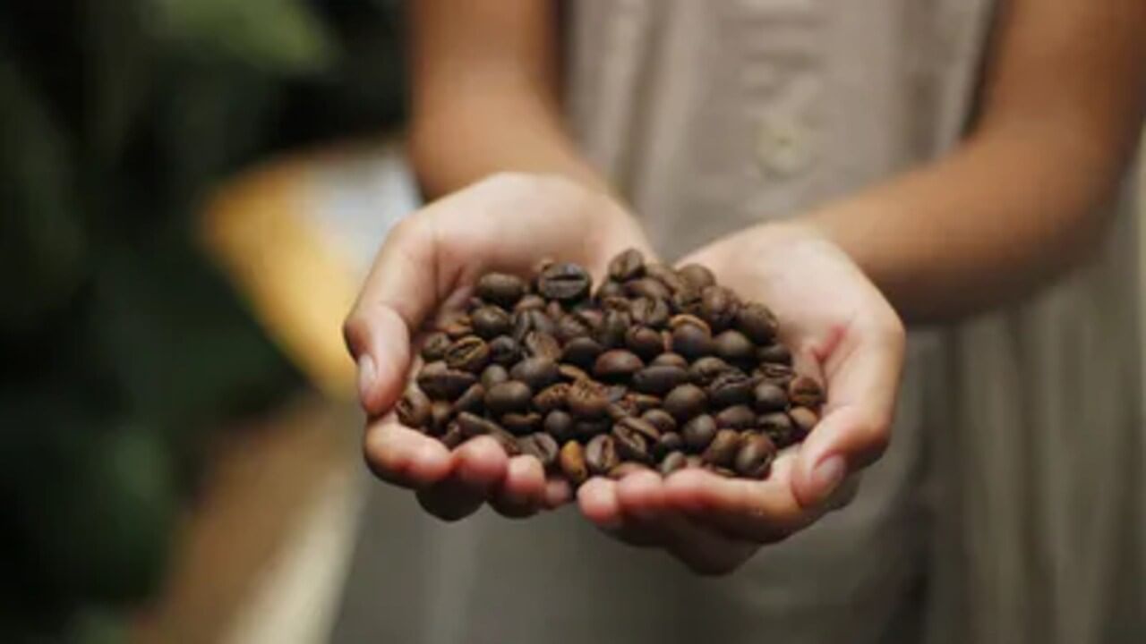 ભારતની કોફી(Coffee) હવે આખી દુનિયામાં વેચાવા જઈ રહી છે. વિદેશીઓ ભારતની કોફીને વધુ પસંદ કરી રહ્યા છે. સ્થિતિ એ છે કે ભારતમાં ઉત્પાદિત 70 ટકા કોફી બહાર નિકાસ થાય છે. આના પરથી તમે અનુમાન લગાવી શકો છો કે સમગ્ર વિશ્વમાં ભારતમાં કોફીની માંગ વધી રહી છે. આવી સ્થિતિમાં, શું તમે જાણો છો કે ભારતનો કોફી નિકાસનો વ્યવસાય કેટલો છે?