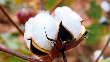 Cotton Price: ખેડૂતો માટે રાહતના સમાચાર, કપાસના ભાવમાં જોરદાર ઉછાળો