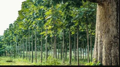 સાગની ખેતીમાં થાય છે બમ્પર કમાણી, થોડા વર્ષોમાં બની જશો કરોડપતિ, જાણો કેવી રીતે