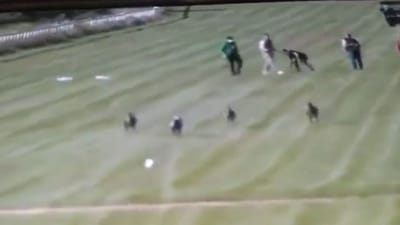 દોડમાં દોડી રહ્યા હતા કૂતરાઓ, અચાનક સસલું સામેથી પસાર થયું, વીડિયોમાં જૂઓ પછી શું થયું