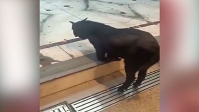 બકરી બની 'શિવની ભક્ત', ઘૂંટણિયે બેસીને કર્યું ભગવાનનું ધ્યાન, લોકોએ કહ્યું હર હર મહાદેવ