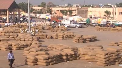 ભાવનગર માર્કેટિંગ યાર્ડમાં મગફળીની મબલખ આવક, સારા ભાવ મળતા ખેડૂતોની દિવાળી સુધરી