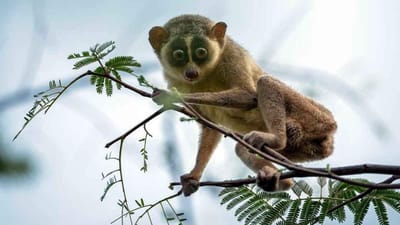 આ વિચિત્ર પ્રાણી સ્લેંડર લોરિસને બચાવવા તમિલનાડુ સરકારે ડિંડિગુલ અને કરુર જિલ્લામાં 11,806 હેક્ટર જંગલમાં અભયારણ્ય બનાવ્યુ છે. તેનું નામ છે કડાવુર સ્લેંડર લોરિસ અભયારણ્ય.