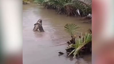 શું તમે ક્યારેય પાણીમાં 'ખતરનાક જાનવર'નું આવું 'મિલન' જોયું છે? આ વીડિયોએ લોકોને મૂંઝવણમાં મૂકી દીધા