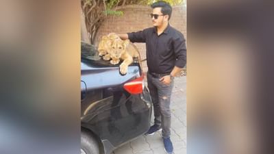 સિંહના બચ્ચાની મસ્તી યુવકને ભારે પડી, લોકોએ કહ્યું 'બચ્ચા સમજા ક્યા શેર હે યે', જુઓ વાયરલ વીડિયો