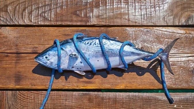 બ્રિટેનમાં સરકારે આ માછલીના શિકાર પર પ્રતિબંધ લગાવ્યો છે. તેનો શિકાર કરવા પર જેલ પણ થઈ શકે છે. જો કોઈ તેને ભૂલથી પકડી લે છે, તો તેણે ફરી તેને દરિયામાં છોડવી પડશે. 
