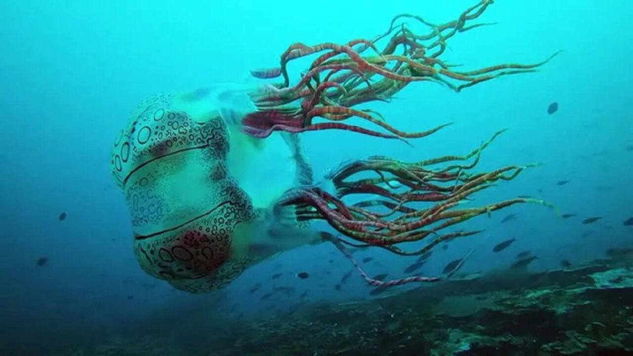 
બોક્સ જેલીફિશ - આ જેલીફિશ દરિયાની ઊંડાઈમાં જોવા મળે છે. તે દુનિયાની સૌથી ઝહેરીલા જીવોમાંથી એક છે. 