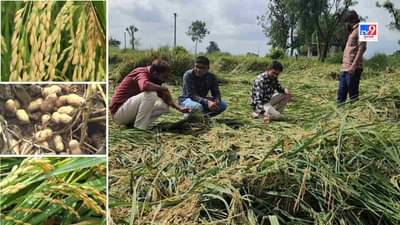 અરવલ્લી અને સાબરકાંઠામાં વરસાદથી ખેતીમાં નુકશાન, ડાંગર અને મગફળીનુ ઉત્પાદન કરનારા ખેડૂતો મુશ્કેલીમાં