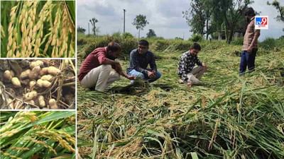 અરવલ્લી અને સાબરકાંઠામાં વરસાદથી ખેતીમાં નુકશાન, ડાંગર અને મગફળીનુ ઉત્પાદન કરનારા ખેડૂતો મુશ્કેલીમાં