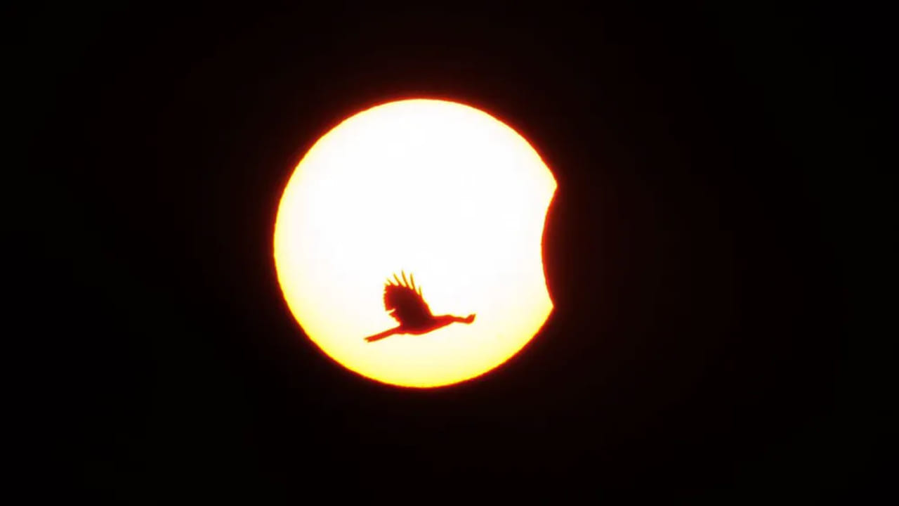 સૂર્યગ્રહણ અમાસ દિવસે થાય છે, જ્યારે ચંદ્ર પૃથ્વી અને સૂર્યની વચ્ચે આવે છે અને જ્યારે ત્રણ અવકાશી પદાર્થો એક રેખામાં આવે છે. જ્યારે ચંદ્ર સૂર્યને આંશિક રીતે આવરી લે છે ત્યારે આંશિક સૂર્યગ્રહણ થાય છે. (તસવીર- પીટીઆઈ)