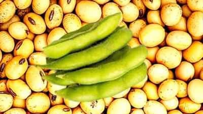 Soybean Price: સોયાબીનના ભાવમાં ભારે ઘટાડો, ખેડૂતોની મુશ્કેલીઓ વધી