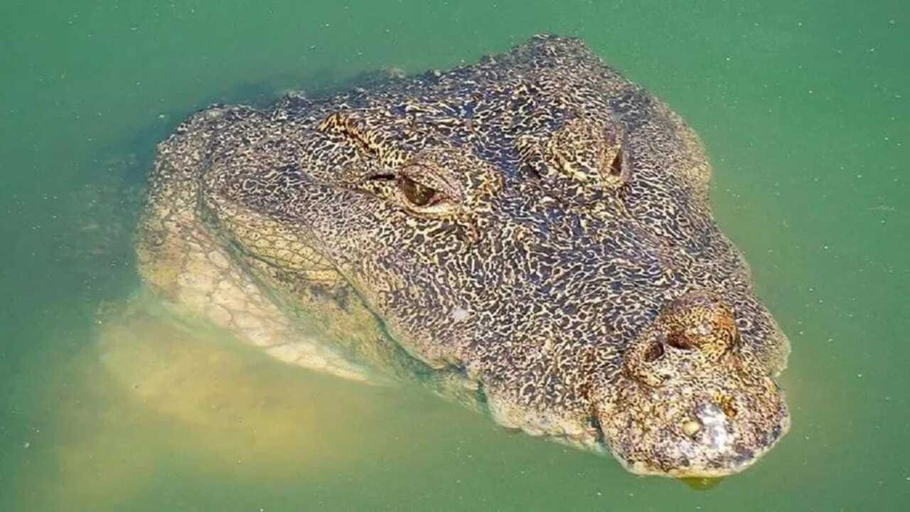 આ શાકાહારી મગર જે તળાવમાં રહેતો હતો, તેમા માછલીઓ પણ રહેતી હતી. પણ તે માછલીઓને હેરાન કરતો ન હતો. તે મંદિરના દર્શન માટે આવતા ભક્તોને પણ કોઈ નુકશાન પહોંચાડતો ન હતો. લોકો આવા શાંત મગરને જોઈને આશ્ચર્યમચક્તિ થઈ જતા. 