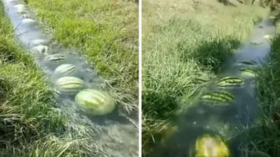 વાયરલ વીડિયો : 'પુષ્પા સ્ટાઈલ'માં ચંદનના લાકડાની જેમ પાણીમાં તરબૂચની થઈ હેરાફેરી, લોકો એ કહ્યુ- જોરદાર મગજ ચલાવ્યુ છે