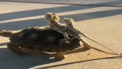 વાયરલ વીડિયો : કાચબા એ કાચીંડાઓને પીઠ પર બેસાડીને ફેરવ્યા, લોકો એ કહ્યુ- આ સાચી દોસ્તી