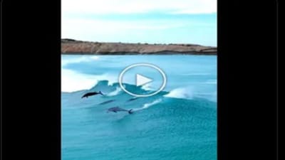 વાયરલ વીડિયો : દરિયાના મોજા પર સર્ફિંગ કરતી જોવા મળી ડોલ્ફિન, દેખાયો એનિમેટેડ ફિલ્મ જેવો નજારો
