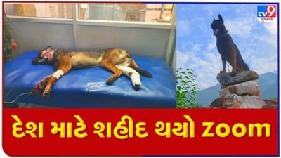ભારતીય સેનાનો બહાદૂર શ્વાન Zoom થયો શહીદ, પગ તૂટ્યો, ગોળી વાગી છતા આતંકીઓને ઉતાર્યા હતા મોતને ઘાટ