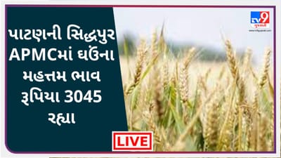 Mandi : પાટણની સિદ્ધપુર APMCમાં ઘઉંના મહત્તમ ભાવ રૂપિયા 3045 રહ્યા, જાણો જુદા-જુદા પાકના ભાવ