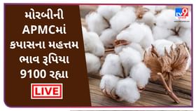 Mandi : મોરબીની APMCમાં કપાસના મહત્તમ ભાવ રૂપિયા 9100 રહ્યા, જાણો જુદા-જુદા પાકના ભાવ Mandi : મોરબીની APMCમાં કપાસના મહત્તમ ભાવ રૂપિયા 9100 રહ્યા, જાણો જુદા-જુદા પાકના ભાવ