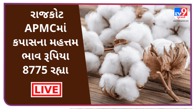 Mandi: રાજકોટ APMCમાં કપાસના મહત્તમ ભાવ રૂપિયા 8775 રહ્યા, જાણો જુદા-જુદા પાકના ભાવ