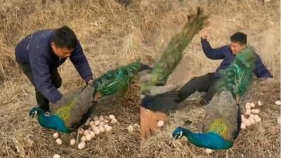 ઢેલના ઈંડા ચોરવા આવ્યો વ્યક્તિ, પછી જે થયું તે જોયા જેવું છે, જુઓ Viral Video