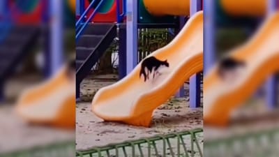 પાર્કમાં લપસણી પર બાળકની જેમ બિલ્લીબેને કરી મસ્તી, વીડિયોએ જીત્યા દિલ