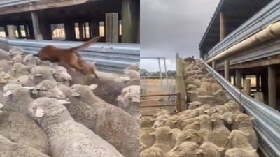 ડોગીએ બતાવ્યો ટ્રાફિક જામને પાર કરવાનો સૌથી સરળ ઉપાય, લોકોએ કહ્યું- આ તો નિન્જા ટેકનિક છે