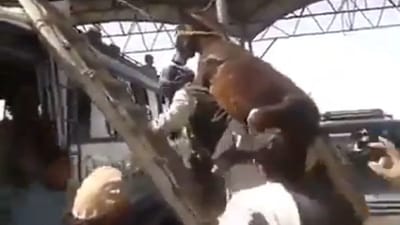 લો બોલો...ગધેડાને પીઠ પર લઈને બસની ઉપર ચડતો જોવા મળ્યો માણસ, લોકોએ કહ્યું- પાકિસ્તાનમાં બધું શક્ય છે