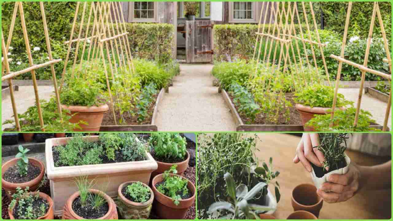Herbs Garden: ઘરે બનાવો હર્બ ગાર્ડન, આ છે ગમલામાં ઔષધી ઉગાડવાની રીત