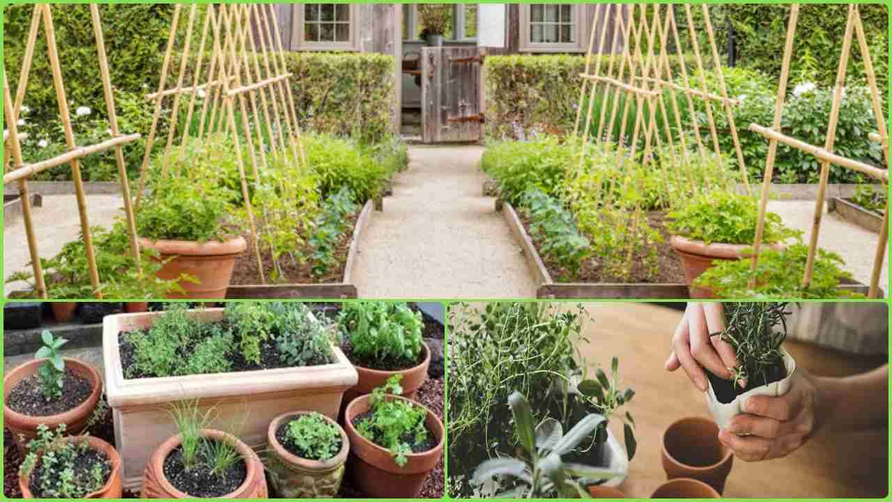 Herbs Garden: ઘરે બનાવો હર્બ ગાર્ડન, આ છે ગમલામાં ઔષધી ઉગાડવાની રીત