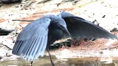 માછલી પકડવા માટે પક્ષીએ અપનાવી ખાસ યુક્તિ, પીંછા વડે અંધારું કરીને આ રીતે કર્યો શિકાર