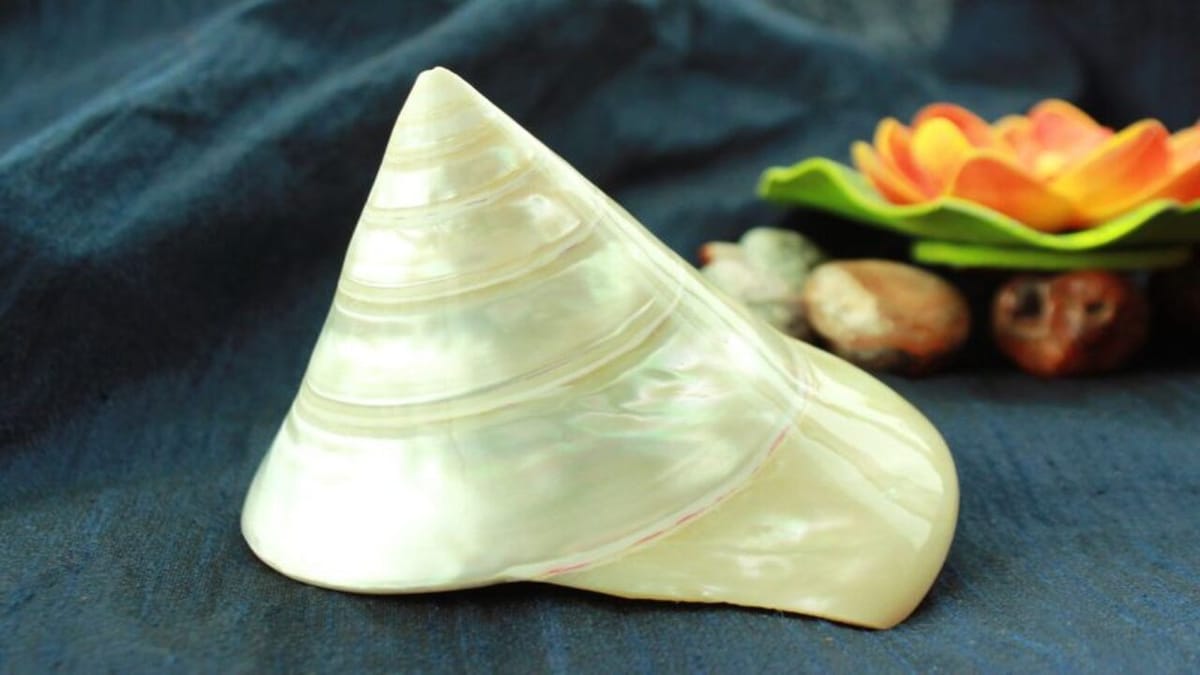 મોતી શંખનો આ સરળ ઉપાય તમને નોકરીમાં અપાવશે બઢતી ! જાણો કાર્યક્ષેત્રમાં કેવી રીતે મળશે પ્રગતિ ? મોતી શંખનો આ સરળ ઉપાય તમને નોકરીમાં અપાવશે બઢતી ! જાણો કાર્યક્ષેત્રમાં કેવી રીતે મળશે પ્રગતિ ?