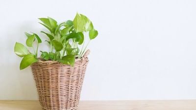 Money plant Vastu : ખોટી જગ્યાએ મની પ્લાન્ટ રાખવાથી પણ લાગે છે વાસ્તુ દોષ, જાણો વેલને રાખવાની સાચી દિશા