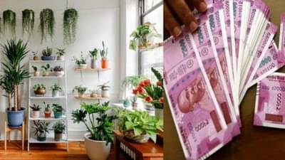 Vastu Tips: માત્ર તુલસી અને મની પ્લાન્ટ જ નહીં, આ છોડ પણ બનાવે છે ધનવાન, ઘરમાં છોડ લગાવવાથી આવે છે સમૃદ્ધિ