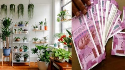 Vastu Tips: માત્ર તુલસી અને મની પ્લાન્ટ જ નહીં, આ છોડ પણ બનાવે છે ધનવાન, ઘરમાં છોડ લગાવવાથી આવે છે સમૃદ્ધિ