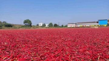 Red chili Price: ખેડૂતોને મળી રાહત, લાલ મરચાનો મળી રહ્યો છે રેકોર્ડ ભાવ