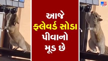 ખિસકોલીનો સોડા પીતો વીડિયો થયો વાયરલ, લોકોએ કહ્યુ- આજે કોલ્ડ્રીંક પીવાનો મૂડ લાગે છે