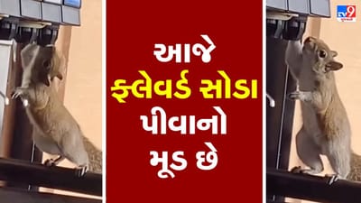 ખિસકોલીનો સોડા પીતો વીડિયો થયો વાયરલ, લોકોએ કહ્યુ- આજે કોલ્ડ્રીંક પીવાનો મૂડ લાગે છે