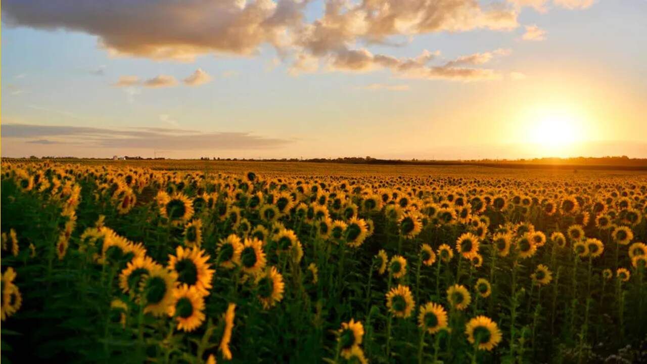 Sunflower Amazing Fact સૂર્યમુખીના ફુલોનું સુર્ય સાથે શું છે કનેક્શન