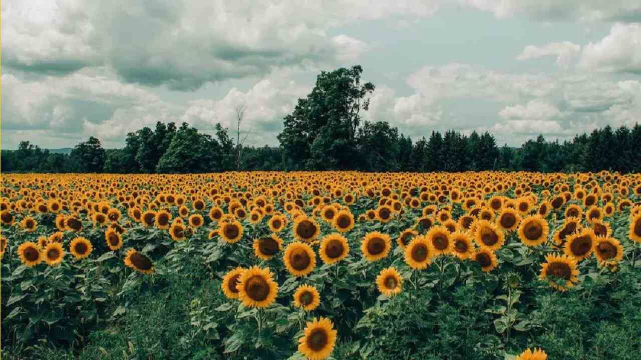Sunflower Amazing Fact સૂર્યમુખીના ફુલોનું સુર્ય સાથે શું છે કનેક્શન