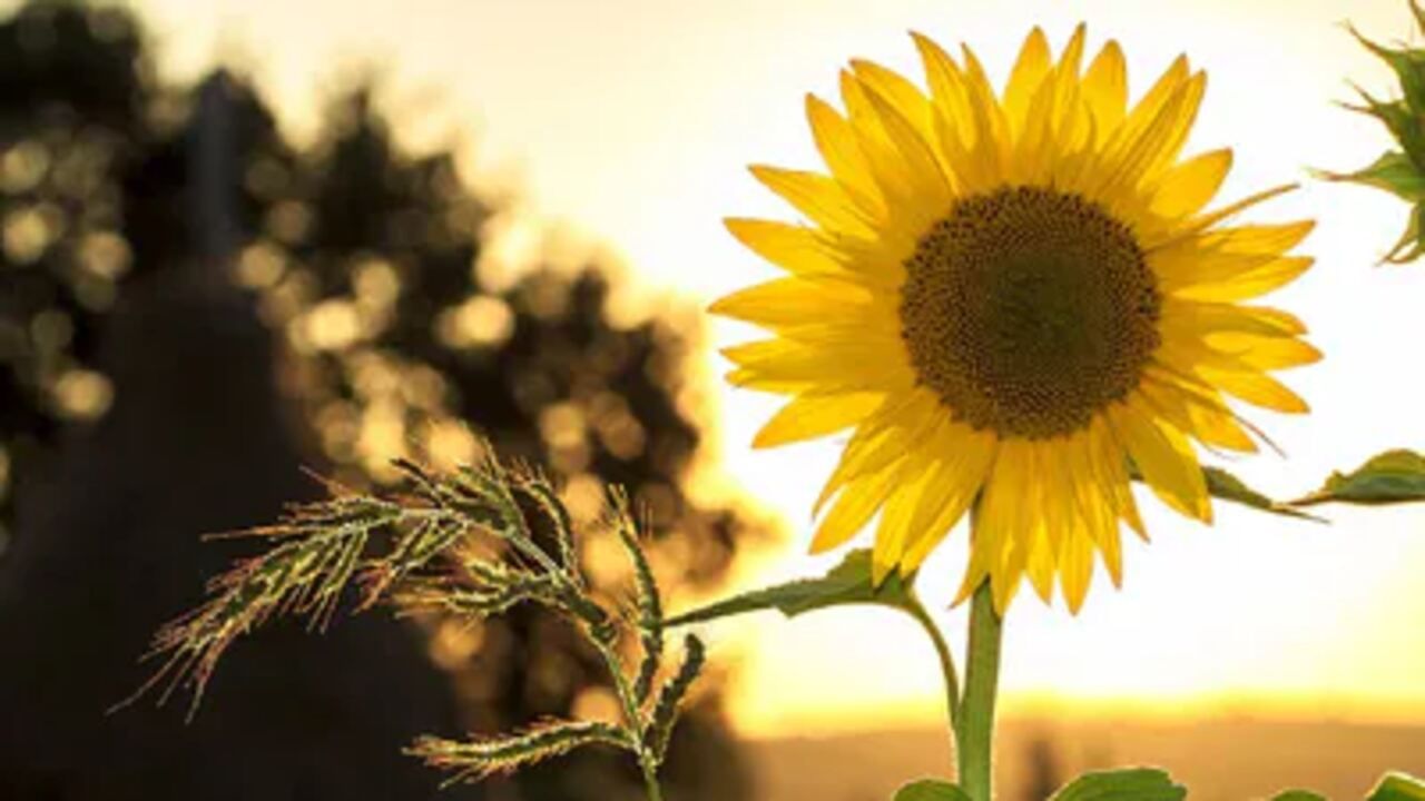 Sunflower Amazing Fact સૂર્યમુખીના ફુલોનું સુર્ય સાથે શું છે કનેક્શન