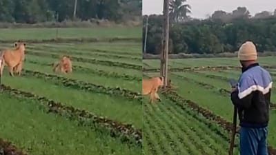 વાયરલ વીડિયો: ખેતરમાં સિંહણોની જમાવટ, કોઈ પણ ડર વગર ફોટો પડાવવા પહોંચ્યો યુવક