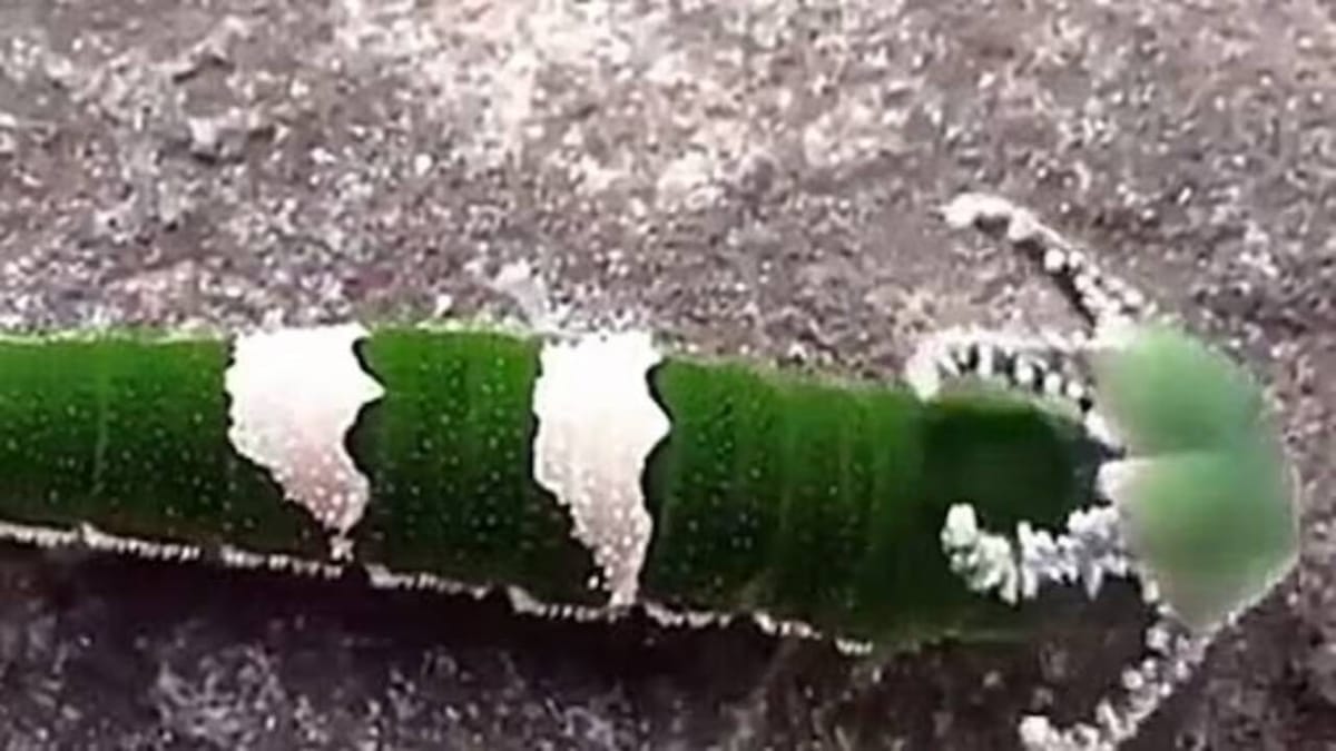 ડ્રેગન જેવા માથાવાળા જીવનો વીડિયો થયો વાયરલ, લોકો એ કહ્યું - આ બીજી દુનિયાનો જીવ છે! ડ્રેગન જેવા માથાવાળા જીવનો વીડિયો થયો વાયરલ, લોકો એ કહ્યું - આ બીજી દુનિયાનો જીવ છે!